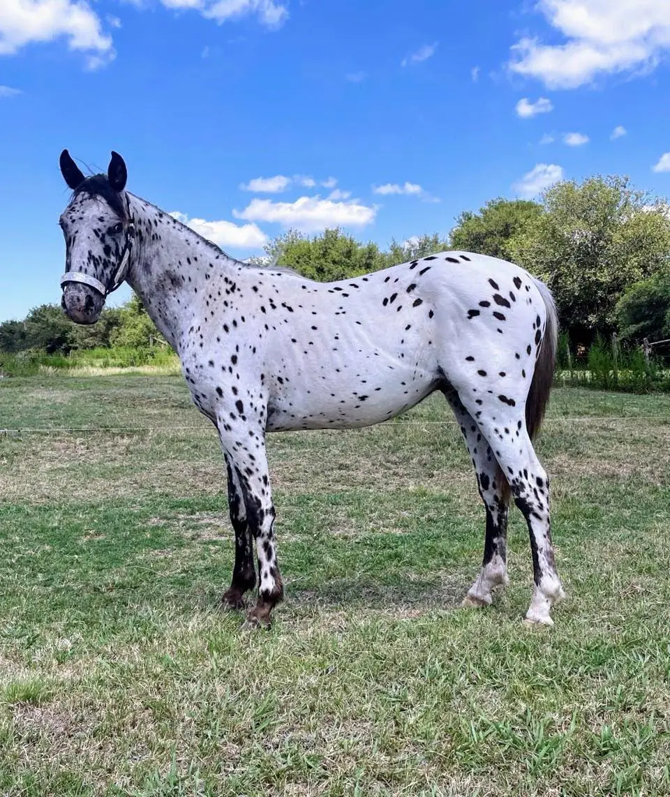 CABALLO PINTADO 02