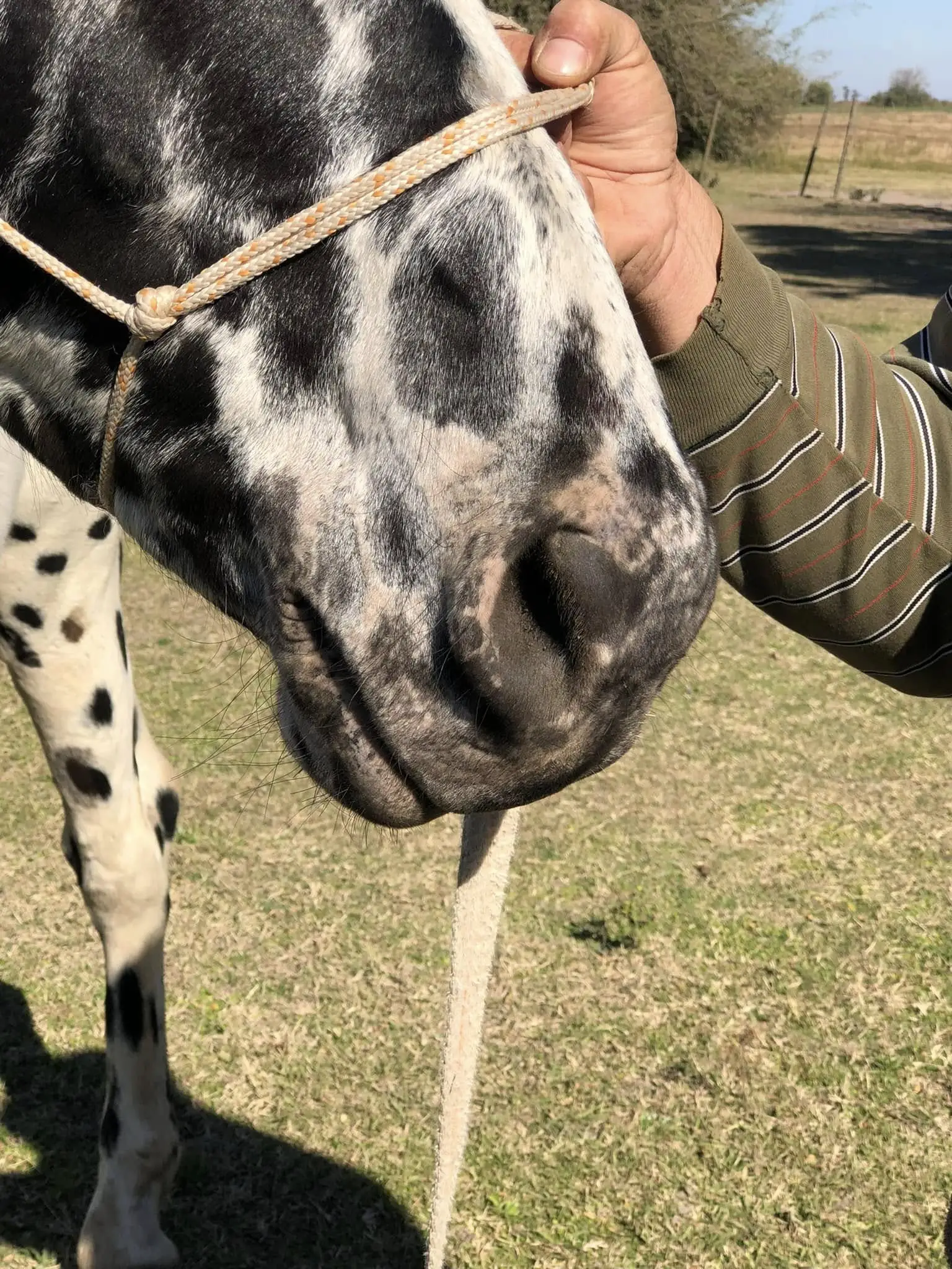 CABALLO PINTADO 13